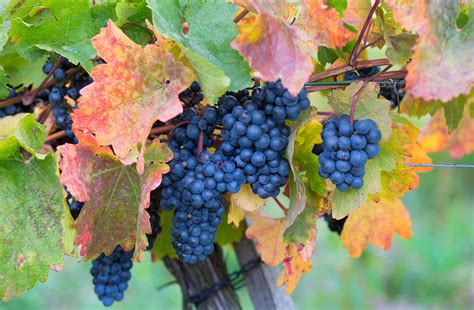 st laurent grape variety.